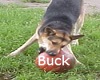 Necklace Buck