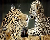 baby leopard and mama