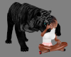 Cuddle Black Tiger 2