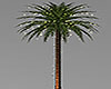 Ligthed Palm Tree