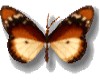 Animated Butterfly  two