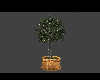 Ficus Tree w/Lights