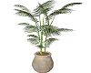 Beach Potted Palm