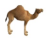 Camel Arabic