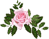 pink rose