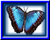 Butterfly Morpho