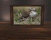 Hawk framed