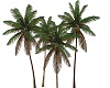 Palm Tree 15