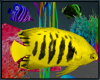 Yellow Fish