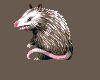 Opossum.