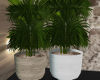 Vase Plants