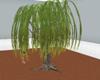 new Willow Tree