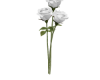 White rose single