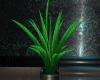 RG*Palm Plant