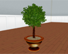 (IKY2) TOPIARY G/BROWN/P