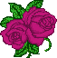Mauve Roses