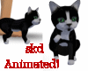 (SK)Baby Tuxedo Kitten