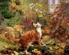 Cat in autumn