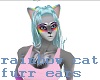 Ambe rainbow cat/an ears