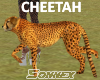 Cheetah walking