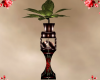 RedRose Candle Plant