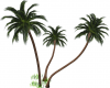City Beach Palms