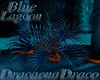 ~Blue Lagoon Draceana~