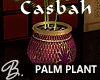 *B* Casbah Palm Plant