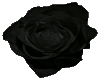 Black Red Rose 