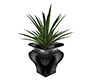 Akelarre potted plant