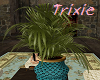 Large potted plant 