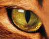 Cat eye's M
