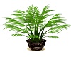 Tropical Plant Large