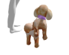 Rich Bih Poodle