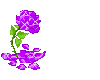 small purple rose