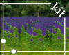 [kit]Lavender Field
