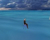 jelly fish 1