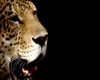 Leopard Part 1