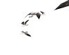 animated seagulls