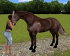 C* horse couple kiss