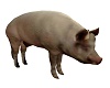 Animated Pig