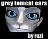 Grey Tomcat Ears