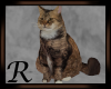Fluffy Tabby Cat