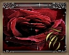 TC~ Red Rose Pic