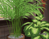 MinKin Plant