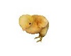 Barn Chick