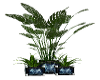 Black/Blue Dragon Plants