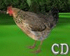 CD Chicken Animated