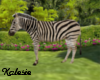 Zebra (Request)