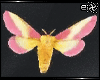 . rosy maple moth pet
